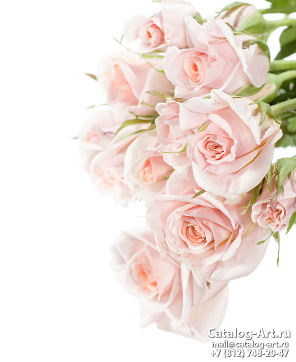 Pink roses 15